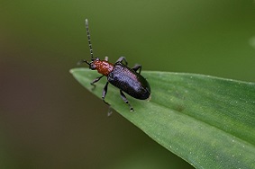 蟲情測報燈的使用目的
