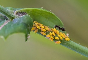 蟲情測(cè)報(bào)燈的作用