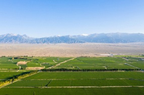 天長市：應用太陽能殺蟲燈，防治田間蟲害