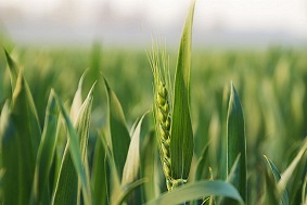 綠色防控設備，讓河北麥田更綠！