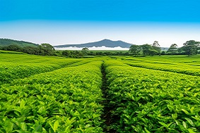 太陽(yáng)能殺蟲燈的殺蟲原理