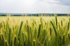 高標準農(nóng)田建設標準及其重要性