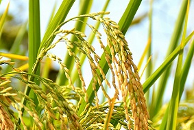 水稻病蟲害應(yīng)該如何防治