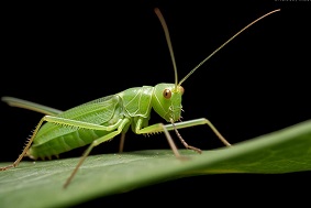 智能蟲情測報系統(tǒng)介紹