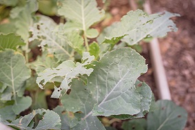 智能蟲情測(cè)報(bào)系統(tǒng)應(yīng)用領(lǐng)域