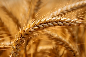 什么是高標(biāo)準(zhǔn)農(nóng)田，它是如何建設(shè)的？