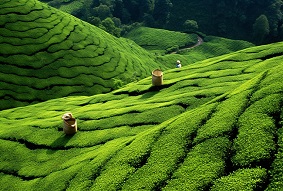 建設(shè)智慧茶園需要注意什么？