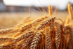 物聯(lián)網(wǎng)蟲(chóng)情測(cè)報(bào)燈應(yīng)用領(lǐng)域介紹