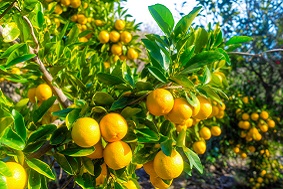 建設(shè)智慧果園要多少錢