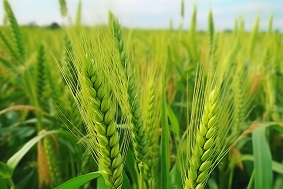 小麥赤霉病監(jiān)測系統(tǒng)特點(diǎn)介紹